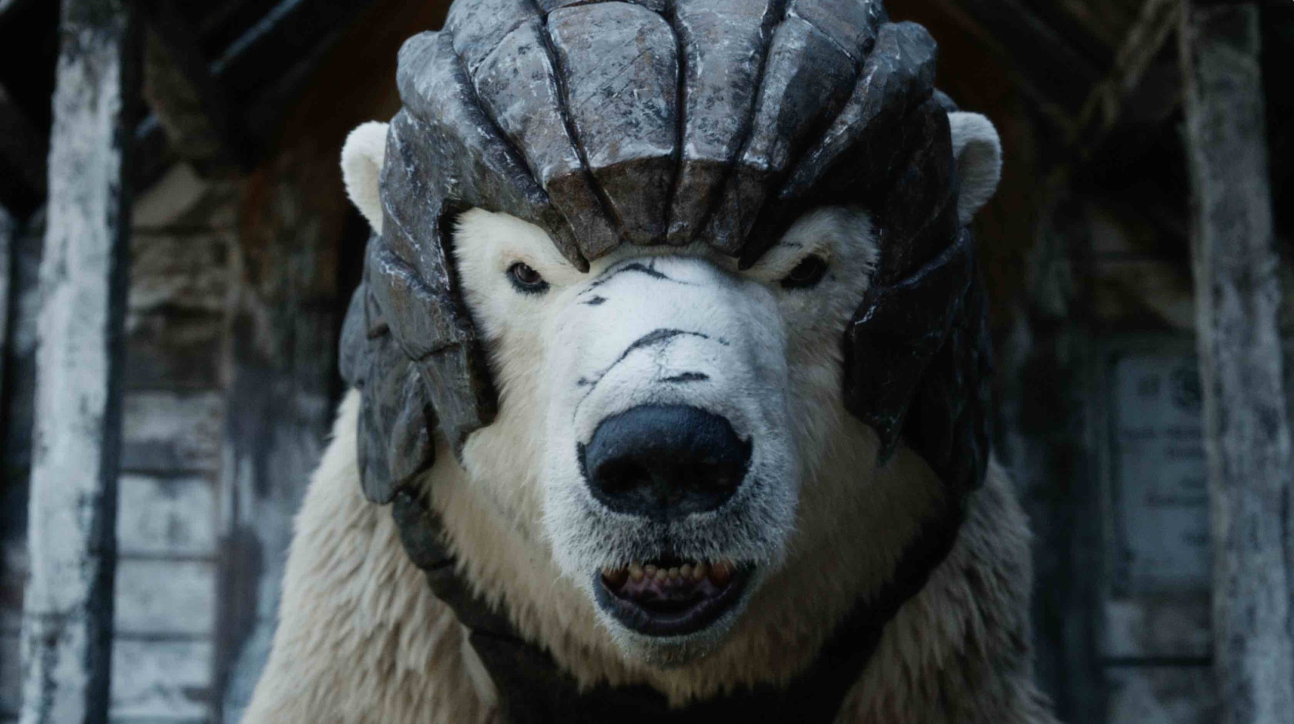 Polar bear with a scratched nose wearing a helmet